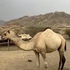 ناقه اركيه