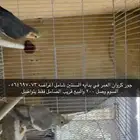 جوز