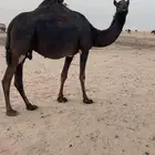 للبيع لقحه متلي بثنوها
