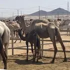 بكرة للبيع