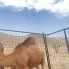 قعود للبيع سمين مشروط