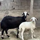 نعجه حريه للبيع