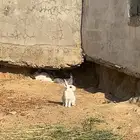 ارانب للبيع