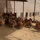 دجاج بلدي