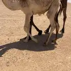 حاشي