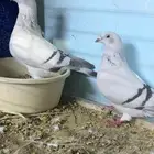 زاجل ايس جوز