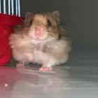 هامستر سوري للبيع مع اغراضه