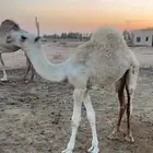 قعود عمره 5 شهور