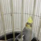 للبيع كروان نورمل انثى للانتاج نص ولافه