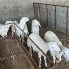 طليان