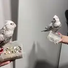 كروان انثى مفقوده الي يلقاه له مبلغ مالي