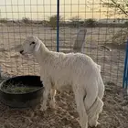 طلي حري عمر 7 شهور قفل شحم تم البيع