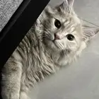 قط ذكر شيرازي للتزاوج