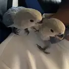 فروخ روز غر