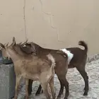 تيس وعناقين للبيع