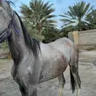 مهر