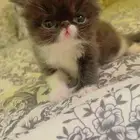 للبيع قطة الصغيرة نوع بيكي فيس العمر 60 يوم