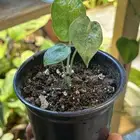 الوكاسيا macrorrhizos Camouflage نباتات داخلي