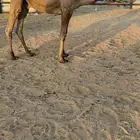 قعود غرنوقي