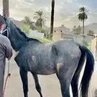 مهر عربي