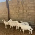 للبيع بهم حرري خرفان