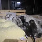 قطه للتبني