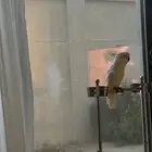 للبيع استاند لم يستخدم اله قليل جدا