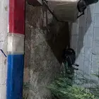 سفتي للبيع جديد