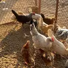 فروخ دجاج بلدي كفو