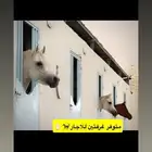 غرف اجار للخيل بسعر منافس وصحة جيده للخيل