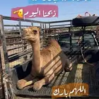 ملحمة ذبائح الحجاز-مخطط البدراني-بجوار صيدلية المجتمع