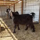 ينبع البحر تفيده