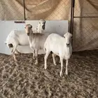 لبيع رفيديات