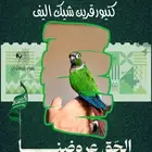 الحق عروض اليوم الوطني ..كنيور اليف ..فروخ كنيور ..كروان