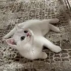 قطتين عمر شهرين ونص