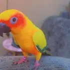 صن كنيور اليف