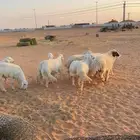 13 فيها رخلين والباقي خرفان مغلقات وحد الغلاق