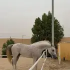 حصان شعبي