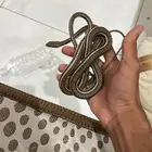 ثعبان ابو سيور الليف