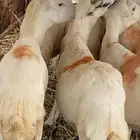 ضان دفيع مراح واحد مشروطه من جميع العيوب