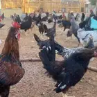 دجاج عربي شرط ديك وثلاث دجاج
