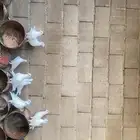 للبيع حمام فرنسي