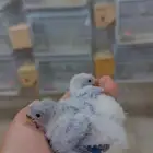 فروخ روز مستويات