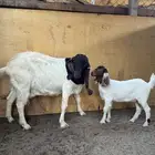 عنز هجين بورقوت تحتها جفره