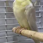 كوكتيل  كروان  ذكر للبيع