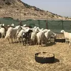 ضان حريه بيع مستعجل