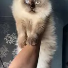 قط هملايا لتبني