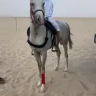 حصان شعبي العمر 2سنتين