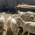 حريات خمس تحتها خمسه