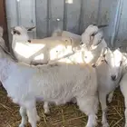 تيوس وجفار جذعان التيوس مخصاه